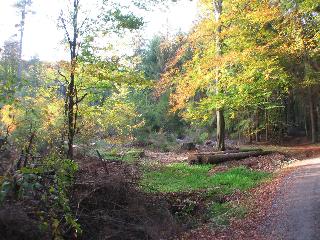 im Herbst Wandern im Nibelungenland Odenwald.Jetzt leuchten die W&auml;lder in allen Farben