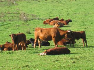 Die Milch dieser braunen K&uuml;he wird im Odenwald zu Kaba verarbeitet.