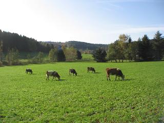 Es gibt auch K&uuml;he mit wei&szlig;er Milch im Nibelungenland Odenwald. Blick zum Ortsteil Gras-Ellenbach