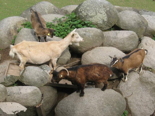 Bergtierpark in Fürth-Erlenbach.Einer der schönsten Naturtierparks von Deutschland.