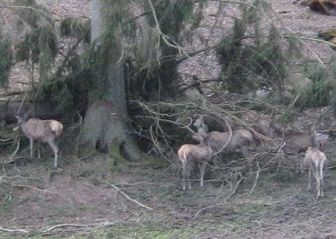  Hirsche u. Dammwild gibt es im Tierpark Brudergrund, bei Erbach 