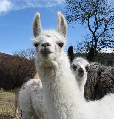 Lamatrkking im Nibelungenland Odenwald.