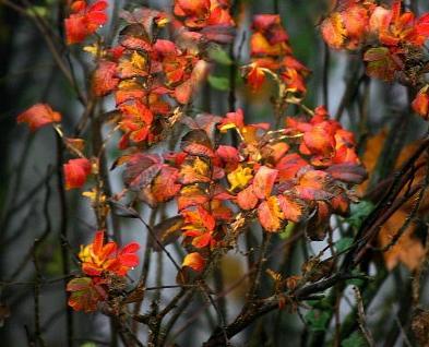 Herrliche Farben bringt die Natur im Herbst