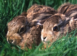 Junge Feldhasen im Fr&uuml;hling