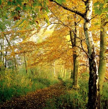 Herrliche Wanderwege durch grosse Mischw&auml;lder
