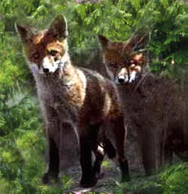 Junge F&uuml;chse vor ihrem Bau.Jetzt im Sommer sind sie schon sehr selbstsicher u.gehen mit Mutter zur Jagd.