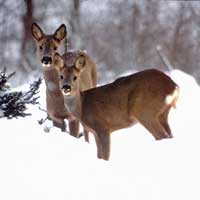 Rehe im Winter,im Nibelungenland Odenwald
