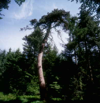 Wandern zur Krummen Tanne, Grasellenbach,auf dem Weg zur Walburgeskapelle