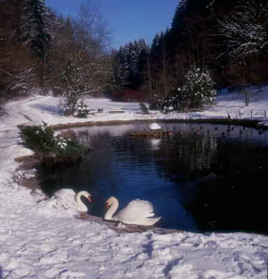 Winterzauber im Odenwald. Grasellenbach im Gassbachtal