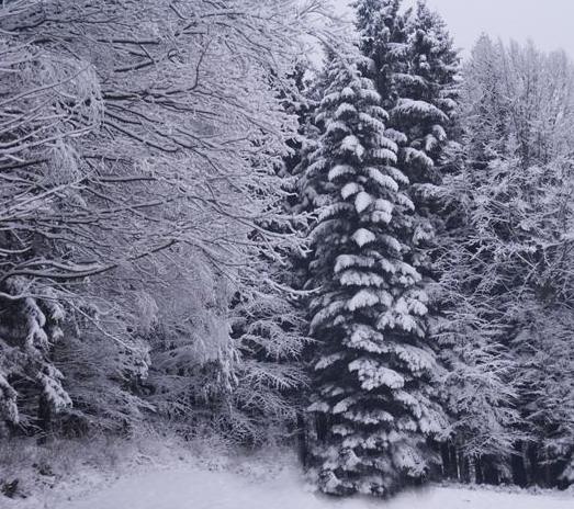 Bei g&uuml;nstigen Schneeverh&auml;ltnissen wird der Odenwald zum Wintertraum.