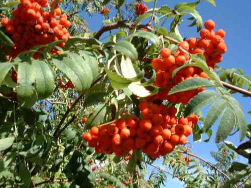 Vogelbeerbaumfr&uuml;chte im Herbst